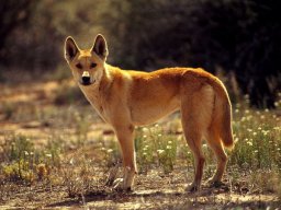 Lyino