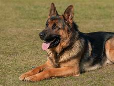 Savagedogs