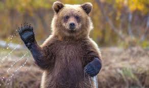 TheGrizz