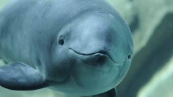 iHaveAPorpoise