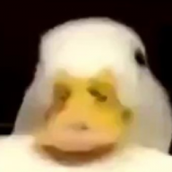 LCereal