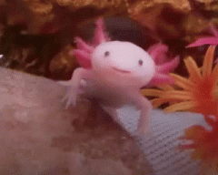DeQu