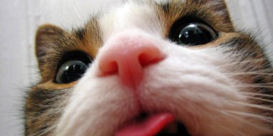FynTiKs