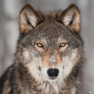 huskymakes