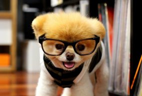 EverythingLeo