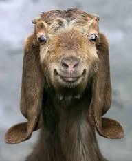 goats123123456
