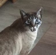 Tiagocpps
