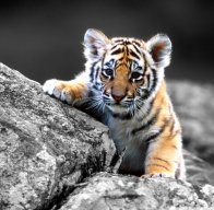 TigerRageMC