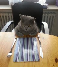 Tobycat17