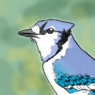 bluejayjensen
