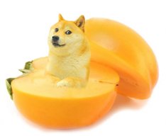 Kakifrucht