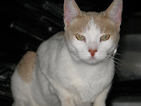 Mr_Little_Kitty