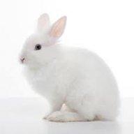 Bunny_Magic