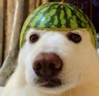 KazMNF