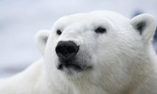 _PolarZ