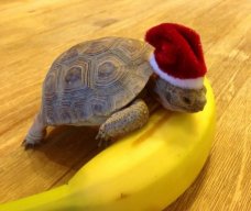 TurtlesAreHot