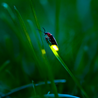 Firefly1337