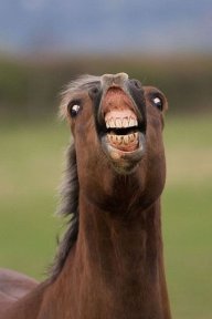 KyleDaHorsey