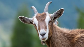 GoatyTheGoat