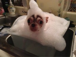 HiiiFishy