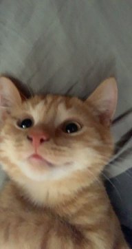 hammynl