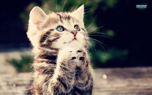 kittenz