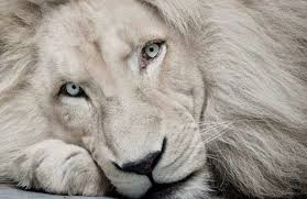 QueenAslan