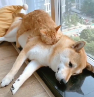 wall_