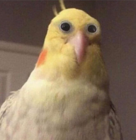 bumlego