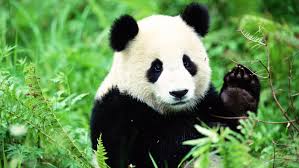 A_Brave_Panda