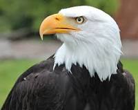 Eagle_9977