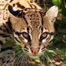 Ocelot