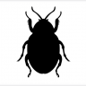 Beetle
